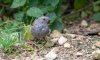 rutland4thaugustdunnock.jpg