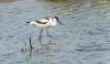 frampton28thjuly2024avocetjr.jpg