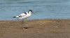 frampton28thjuly2024avocet.jpg