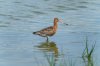 frampton28thjuly2024godwit2.jpg