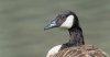 arundel10thaugustgoose.jpg