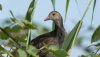 ouseandwelney18thaugust2024moorhen.jpg