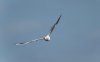 titchwell26thaugust2024gull.jpg
