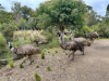 Billabong (Emus).png