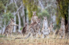Billabong (Kangaroos).png