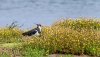 framandfries8thseptlapwing2.jpg