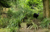 Kesaru jungle (Cassowary exhibit).png