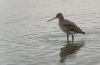 wildlifegodwit.jpg
