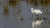 frampton5thoctober2024egret.jpg