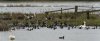 welney2ndnovember2024coots.jpg