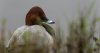 welney2ndnovember2024pochard.jpg