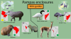Aquazoo - Pampas.png