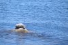 Harbor Seal (4)_Original.jpeg