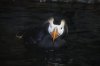 Tufted Puffin (5)_Original.jpeg