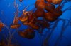 Pacific Sea Nettle (10)_Original.jpeg