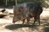 Chacoan Peccary (3)_Original.jpeg