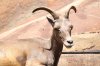 Desert Bighorn Sheep (2)_Original.jpeg