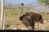 Ostrich (1)_Original.jpeg
