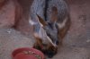 Yellow-Footed Rock Wallaby (19)_Original.jpeg