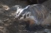 American Badger (5)_Original.jpeg