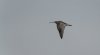 frampton30thnovember2024curlew.jpg