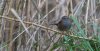 lakenheath21stdecember2024dunnock.jpg