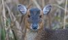 lakenheathfen21stdecember2024muntjac3.jpg