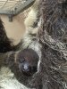 Baby Sloth VI.JPG