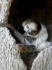 Linne's Two-Toed Sloth II.JPG