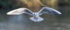 birdgull.jpg