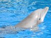 zoo-delfin.jpg