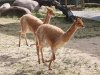 zoo-madrid-vicuna (1).jpg