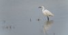 fram22ndfeb2025egret.jpg