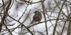 fram22ndfeb2025dunnock.jpg