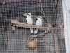 Kookaburra Aviary - Lori Lee Patton.JPG
