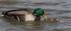 slim9thmarch2025mallard.jpg