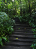 Jungle staircase.png