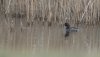 frampton16thmarch2025grebe2.jpg