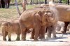 elephants-werribee.jpg