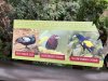 01 White Winged Duck, Silver Beaked Tanager, Yellow Rumped Cacique Sign.JPG