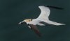 bempton17thapril2025gannet7.jpg