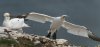 bempton17thaporil2025gannet12.jpg