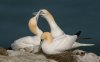 bempton17thapril2025gannet10.jpg