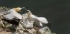 bempton17thapril2025gannet6.jpg