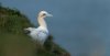 bempton17thapril2025gannet2.jpg