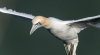 bempton17thapril2025gannet3.jpg