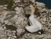bempton17thapril2025gannet14.jpg