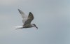 fram3rdmay2025tern1.jpg