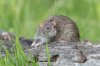 lakenheath5thmay2025rat.jpg