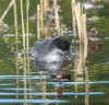 lakenheath5thmay2025coot1.jpg